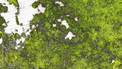 Green moss texture and background