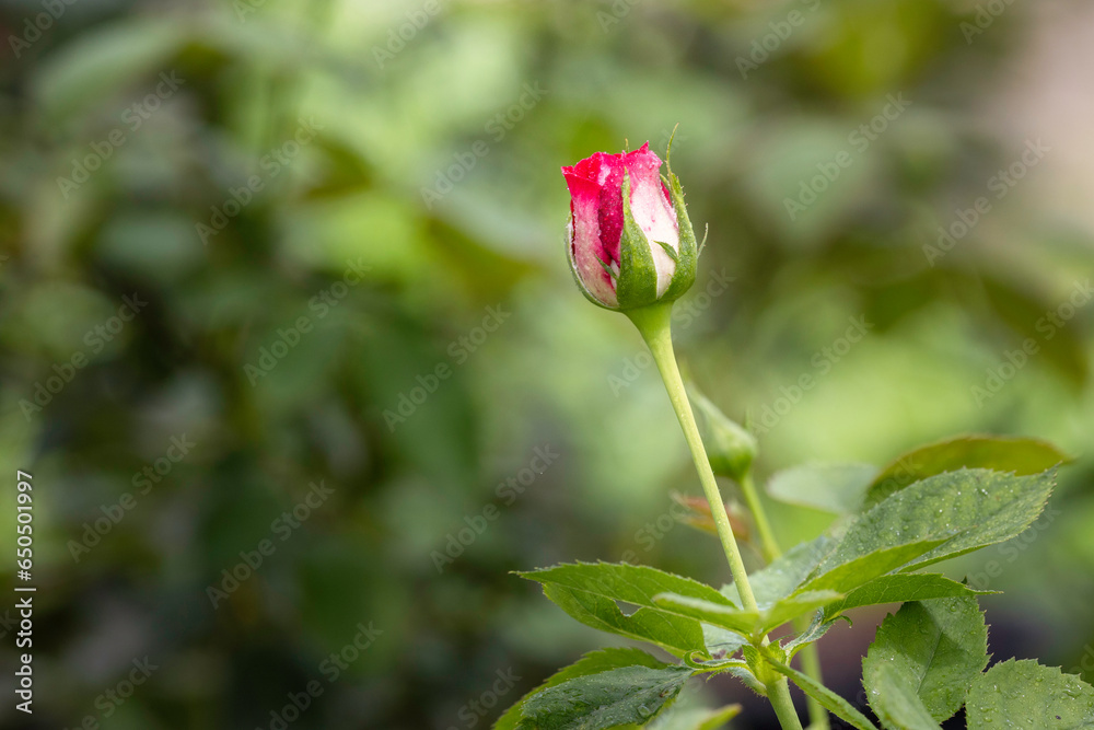 Close up beautiful pink rose in garden Close up beautiful pink rose in garden