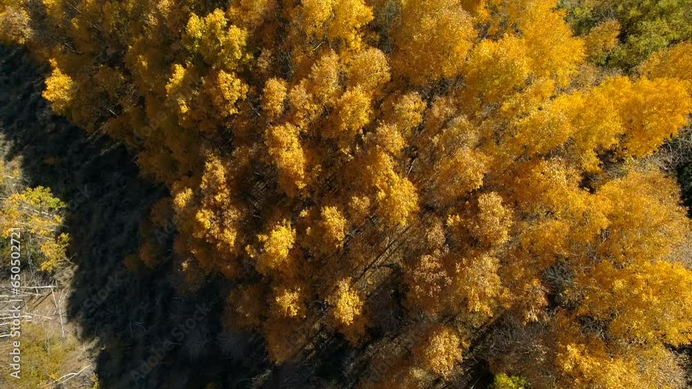 Aerial Top View Shot Of Yellow Trees On Mountain During Sunny Day, Drone Flying Over Landscape - Mammoth Lakes, California Aerial Top View Shot Of Yellow Trees On Mountain During Sunny Day, Drone Flying Over Landscape - Mammoth Lakes, California