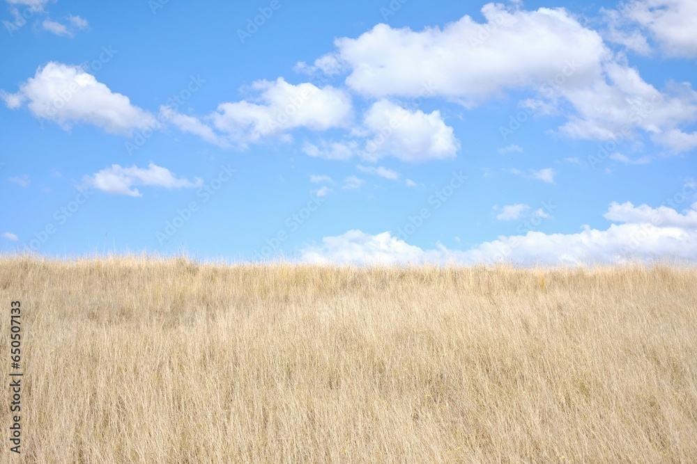 Minimalistic landscape of blue skies with fluffy white clouds and a yellow grass field — Wentworth Point, Sydney, New South Wales, Australia