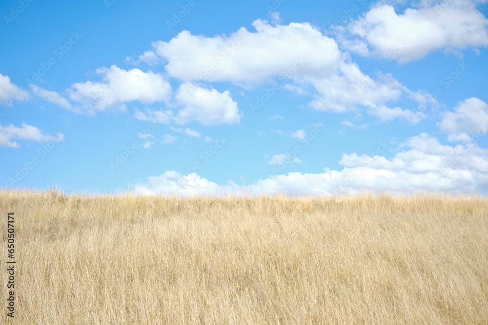 
Minimalistic landscape of blue skies with fluffy white clouds and a yellow grass field — Wentworth Point, Sydney, New South Wales, Australia