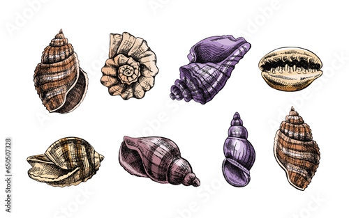 Seashells,  ammonite color vector set. Hand drawn sketch illustration. Collection of realistic sketches of various molluscs sea shells of various shapes isolated on white background.