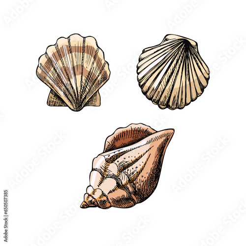 Seashells,  scallop seashell color vector set. Hand drawn sketch illustration. Collection of realistic sketches of various  ocean creatures  isolated on white background.