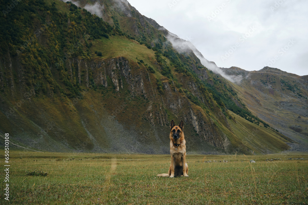 Hiking with a dog. Mountain landscape with animal. A trip to Georgia. A beautiful German Shepherd explores the world. Kazbegi, Truso Valley.