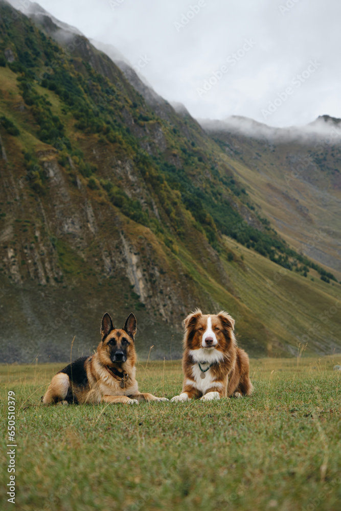 Hiking with a dog. Mountain landscape with animal. A trip to Georgia. Pets are travelers. Beautiful Australian and German Shepherd explore the world. Kazbegi, Truso Valley.
