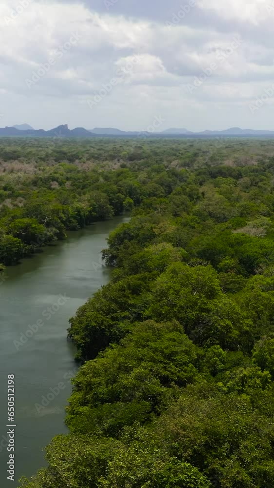 A river among the rainforest and jungle in the Kumana National Park. Vertical video. A river among the rainforest and jungle in the Kumana National Park. Vertical video.