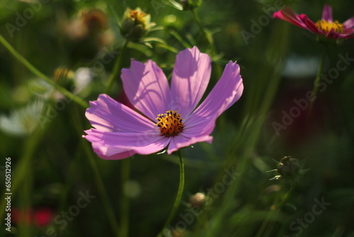 Pink flower in the garden