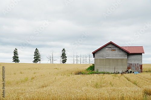 wheat field in the summer Hokkaido