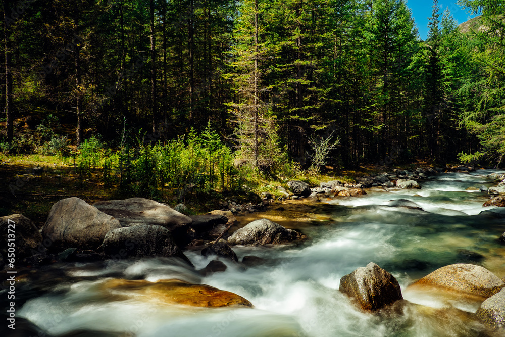 Obraz premium Forest river landscape in Altai mountains, Siberia. Long exposure on a rapid stream flowing through rocks trees.