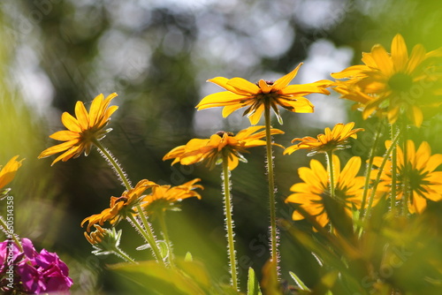 Yellow flowers