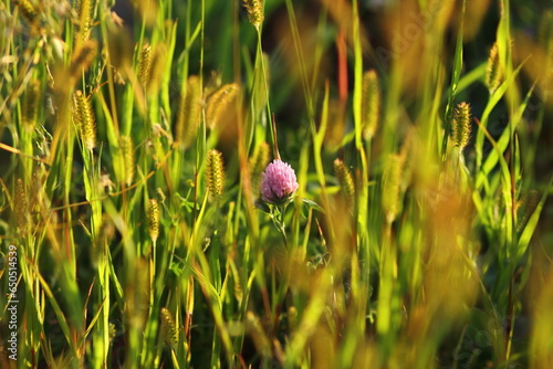 Clover amomg green grass