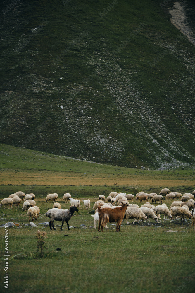 Obraz premium A flock of sheep grazes on green meadows, eats fresh green grass in the mountains of Georgia. Truso Valley National Park, Kazbegi Municipality. Herd pets on free range.