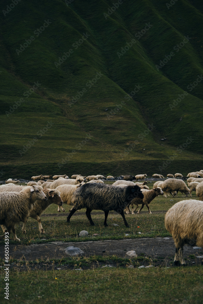 Fototapeta premium A flock of sheep grazes on green meadows, eats fresh green grass in the mountains of Georgia. Truso Valley National Park, Kazbegi Municipality. Herd pets on free range.