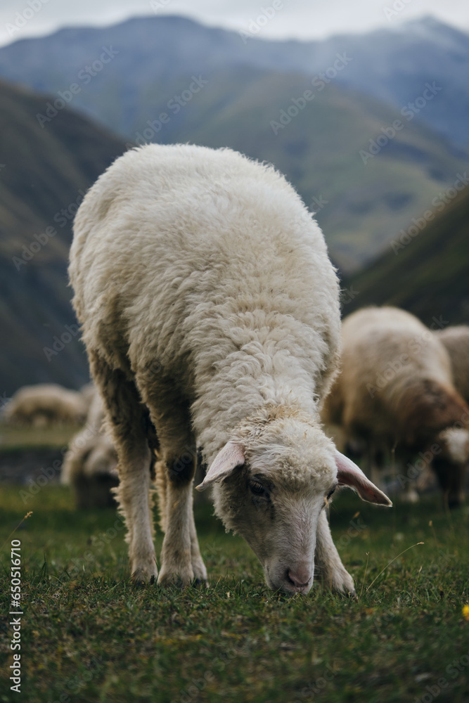 A flock of sheep grazes on green meadows, eats fresh green grass in the mountains of Georgia. Truso Valley National Park, Kazbegi Municipality. Herd pets on free range.