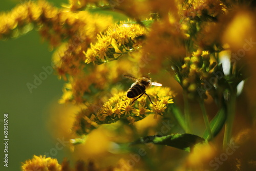 bee on a yellow flower © Azovskaya