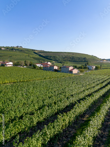 Aerial view of Italian wine country landscape with grapevines of vineyards by rolling hills in the countryside by Vo in Colli Euganei in Padova