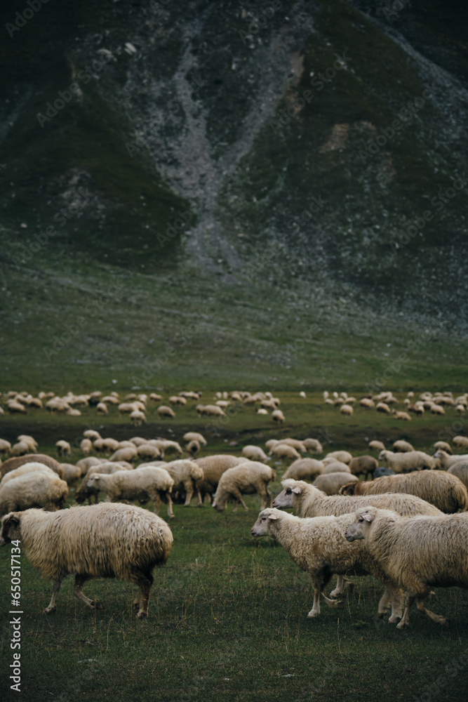 Fototapeta premium A flock of sheep grazes on green meadows, eats fresh green grass in the mountains of Georgia. Truso Valley National Park, Kazbegi Municipality. Herd pets on free range.