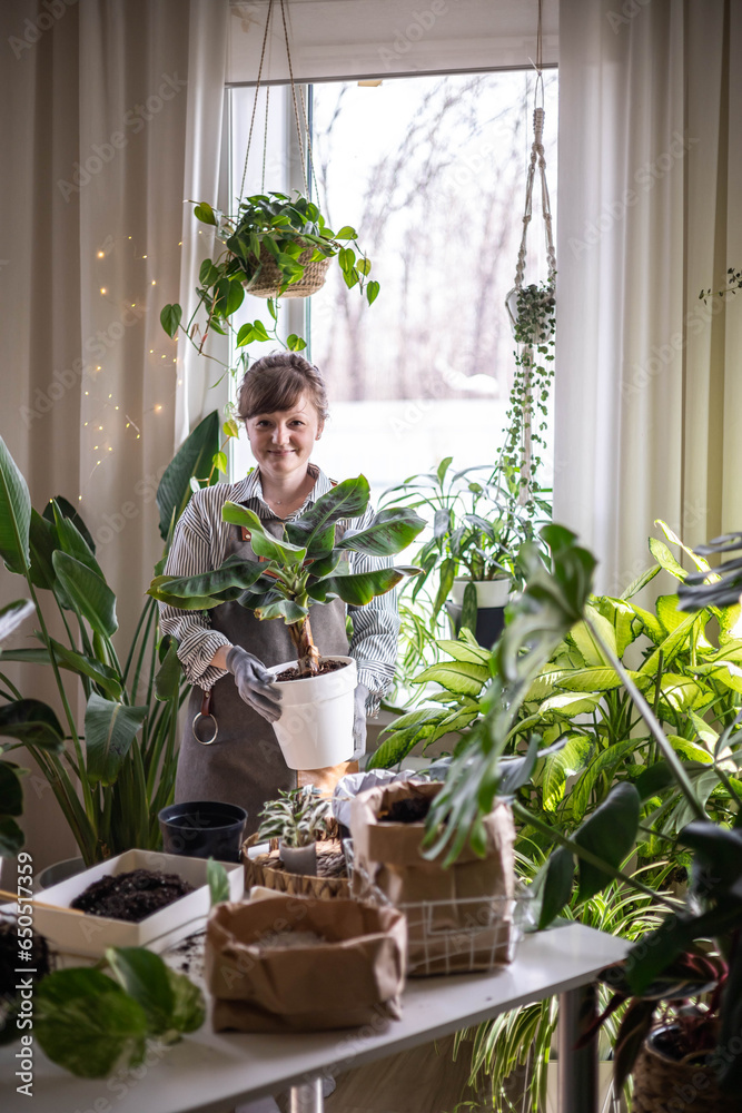Woman gardener placing plastic pot with variegated monstera on windowsill at home garden interior Woman gardener placing plastic pot with variegated monstera on windowsill at home garden interior