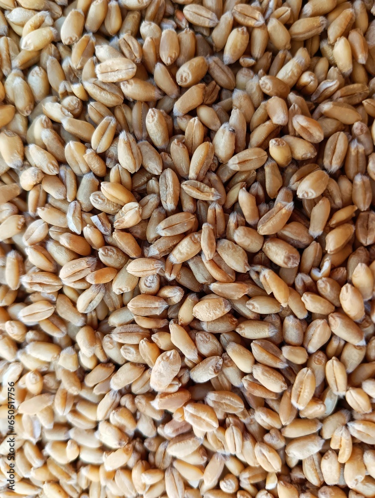 seeds background seeds background