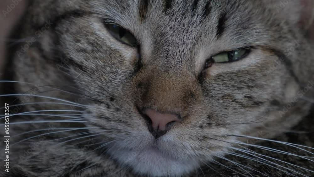 Sleepy tabby cat opening eyes to camera. Macro close up, handheld Sleepy tabby cat opening eyes to camera. Macro close up, handheld
