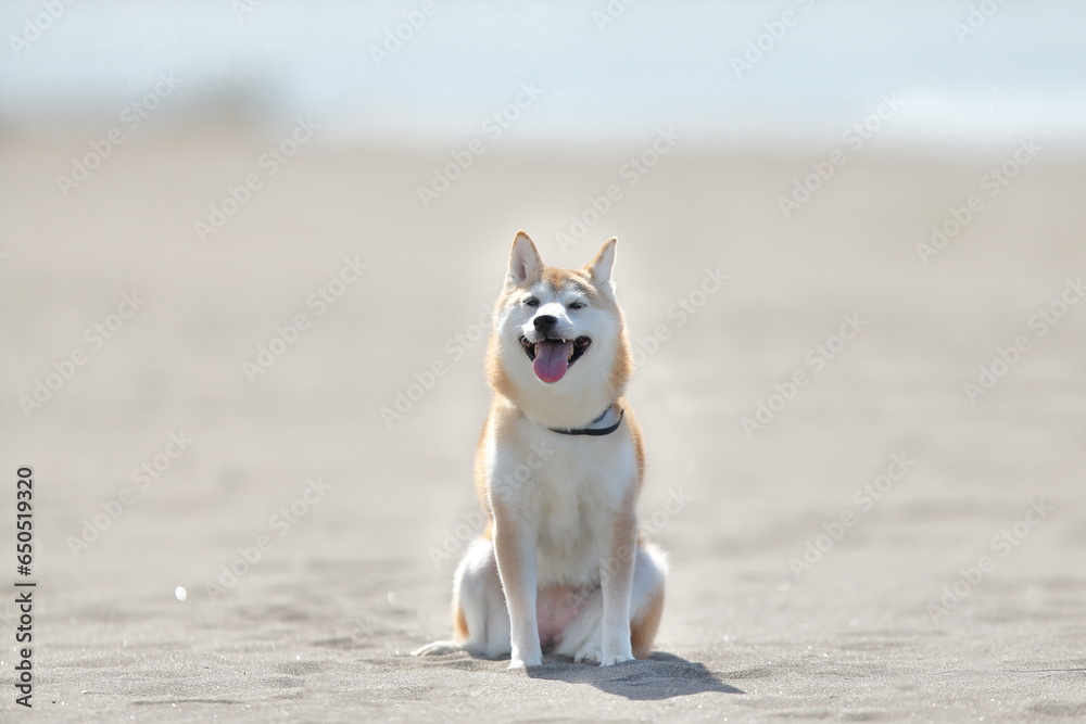 砂浜でお座り柴犬2 砂浜でお座り柴犬2