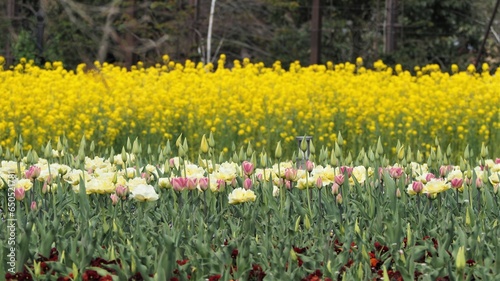 Fototapeta Naklejka Na Ścianę i Meble -  春の風景　チューリップ畑と菜の花
