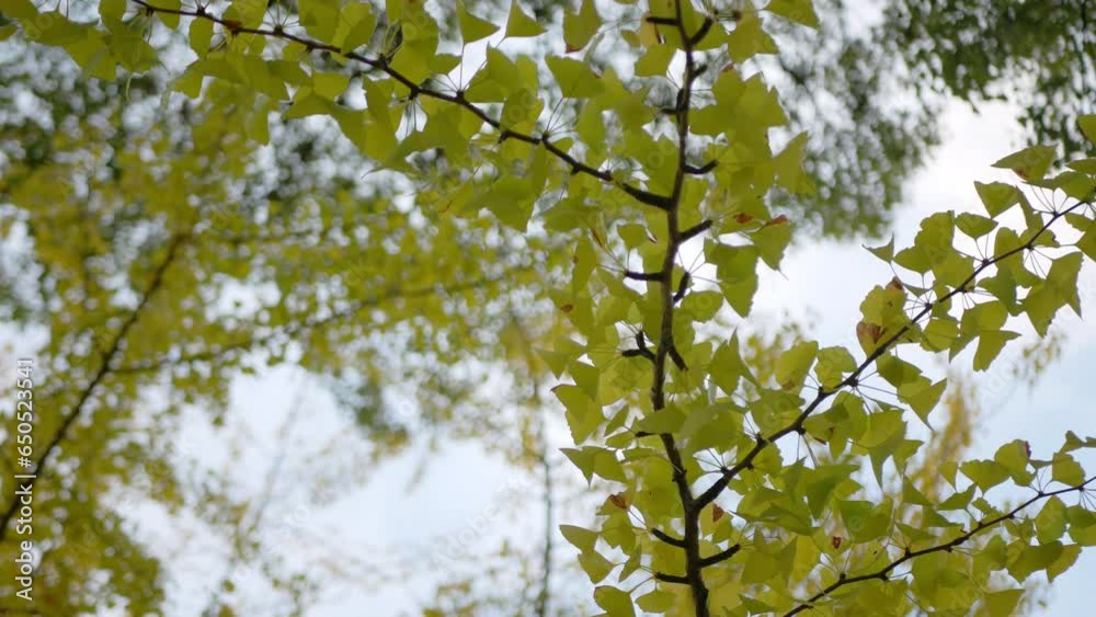 autumn golden ginkgo trees leaves in the park of autumn color against clear blue sky. The leaves and branches of ginkgo trees create autumn golden ginkgo trees leaves in the park of autumn color against clear blue sky. The leaves and branches of ginkgo trees create