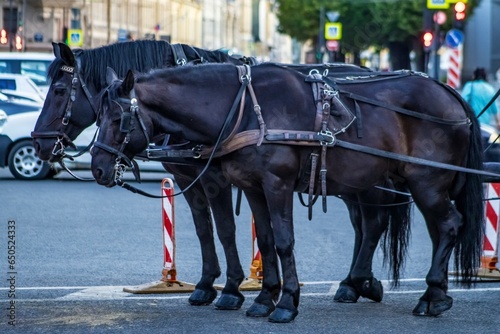 horses in the city center