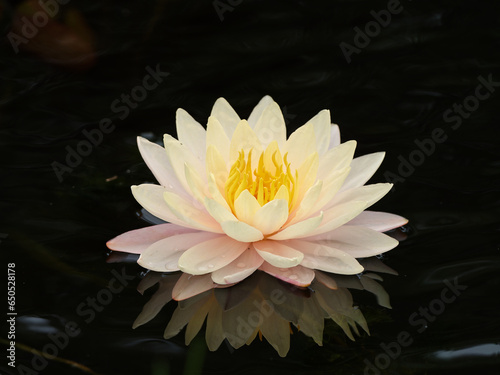 Fototapeta Naklejka Na Ścianę i Meble -  Beautiful yellow water lily with its reflections on peaceful lake, yellow lotus flower isolated on black background, close up view.