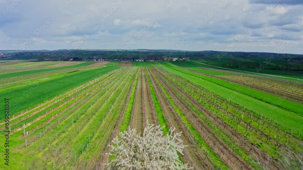 Drone Flies Above Vineyards On The Farm On Wine Cellar In The Weinviertel In Lower Austria. Aerial Shot Drone Flies Above Vineyards On The Farm On Wine Cellar In The Weinviertel In Lower Austria. Aerial Shot