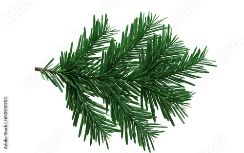 Christmas spruce, green fir twig isolated on white transparent background, PNG. Xmas pine tree branch 