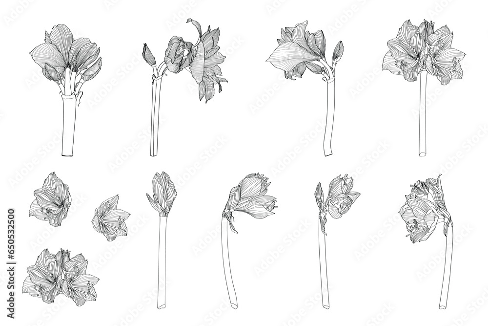 Decorative clivia amaryllis branch flowers big set, design elements. Can be used for cards, invitations, banners, posters, print design. Floral background in line art style. - obrazy, fototapety, plakaty 