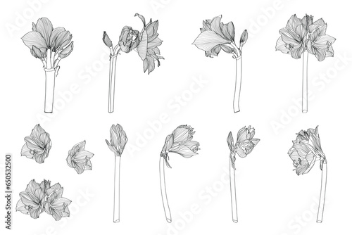 Decorative clivia amaryllis branch flowers big set, design elements. Can be used for cards, invitations, banners, posters, print design. Floral background in line art style.