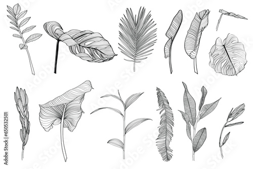 Palm and monstera leaves big set, black and white with drawing line art illustration. Isolated on white backdrop.