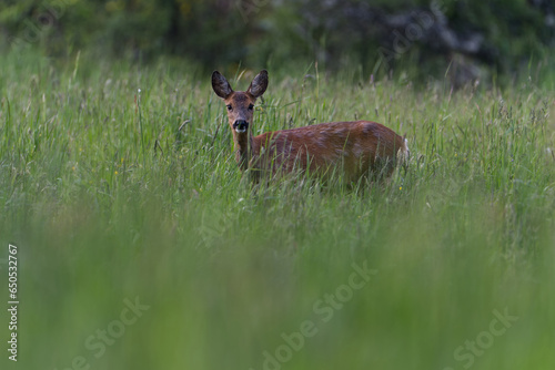 Deer in the meadow. Roe deer in the wild. Deer in the forest. Deer in the woods. Roe deer in the field in the morning