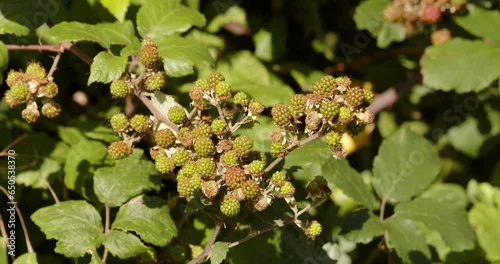 Shot of wild Blackberries, moving in the summer breeze photo