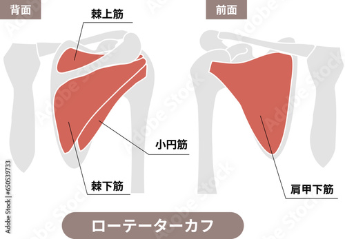 ローテーターカフ（回旋筋腱板）の筋肉と肩甲骨・上腕骨のイラスト