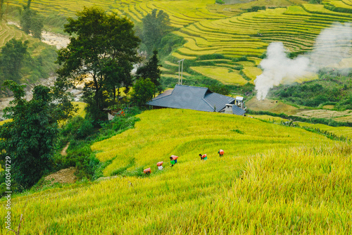 Fototapeta Naklejka Na Ścianę i Meble -  Mu Can Chai, harvesting rice terrace fields landscape near Sapa, Northern Vietnam travel