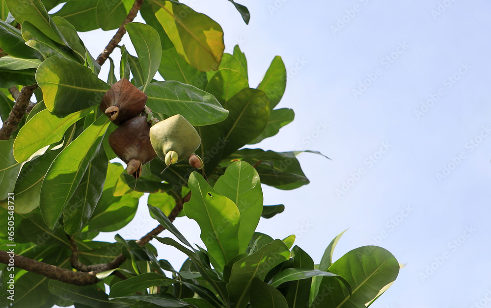 Fruits of fish poison tree or putat or sea poison tree. The box shaped ...