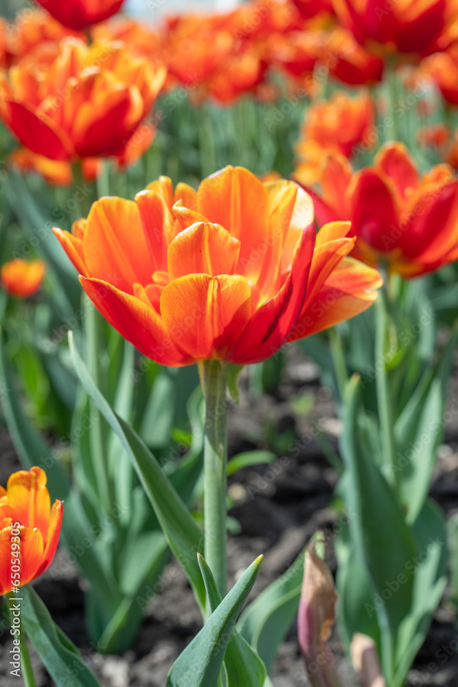 Blooming tulip close-up against the background of the spring sky. Blooming tulip close-up against the background of the spring sky.