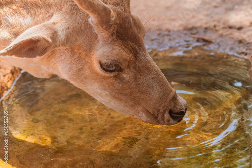 Deer drinking water on a hot day. Close up view.
