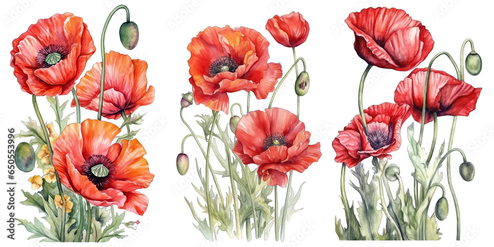 Set of watercolor poppies isolated on transparent background Set of watercolor poppies isolated on transparent background