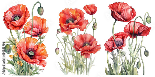 Set of watercolor poppies isolated on transparent background