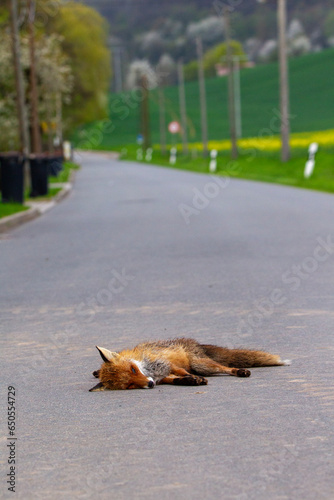 Wildunfall - toter Fuchs auf der Straße 
