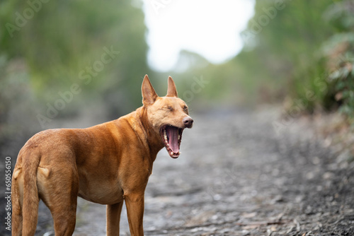 tan kelpie dog in the australian bush in a park