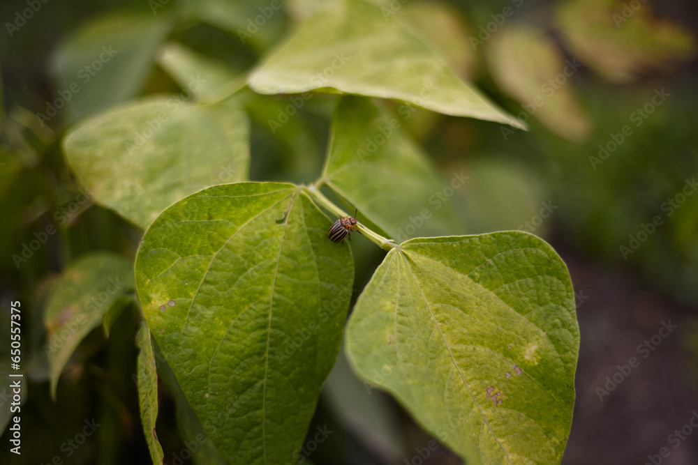 The Colorado potato beetle destroys land The Colorado potato beetle destroys land