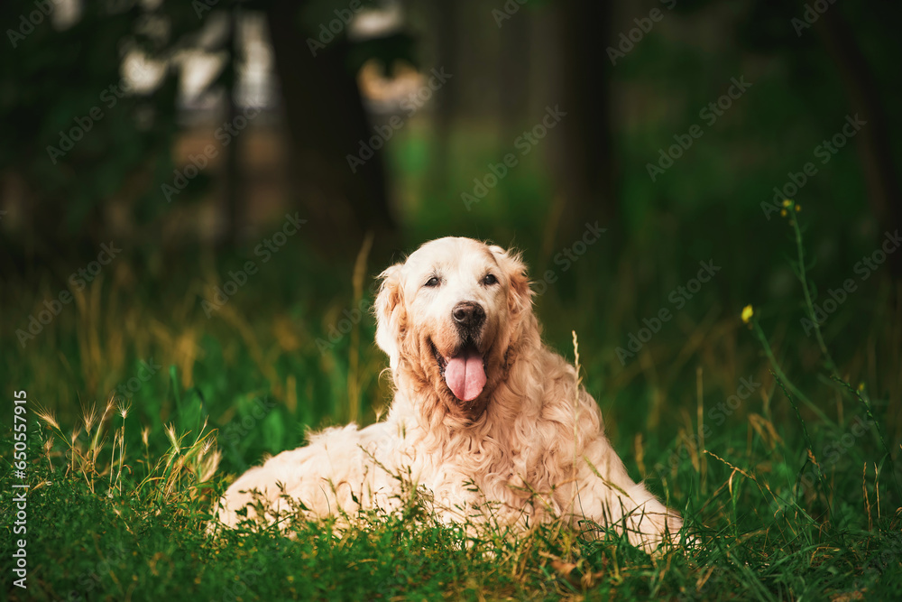 Elderly Labrador. A Senior Golden Retriever Resting in the Park. Golden Years. Senior Labrador and Golden Retriever Find Peace in the Park. Elderly Labrador. A Senior Golden Retriever Resting in the Park. Golden Years. Senior Labrador and Golden Retriever Find Peace in the Park.