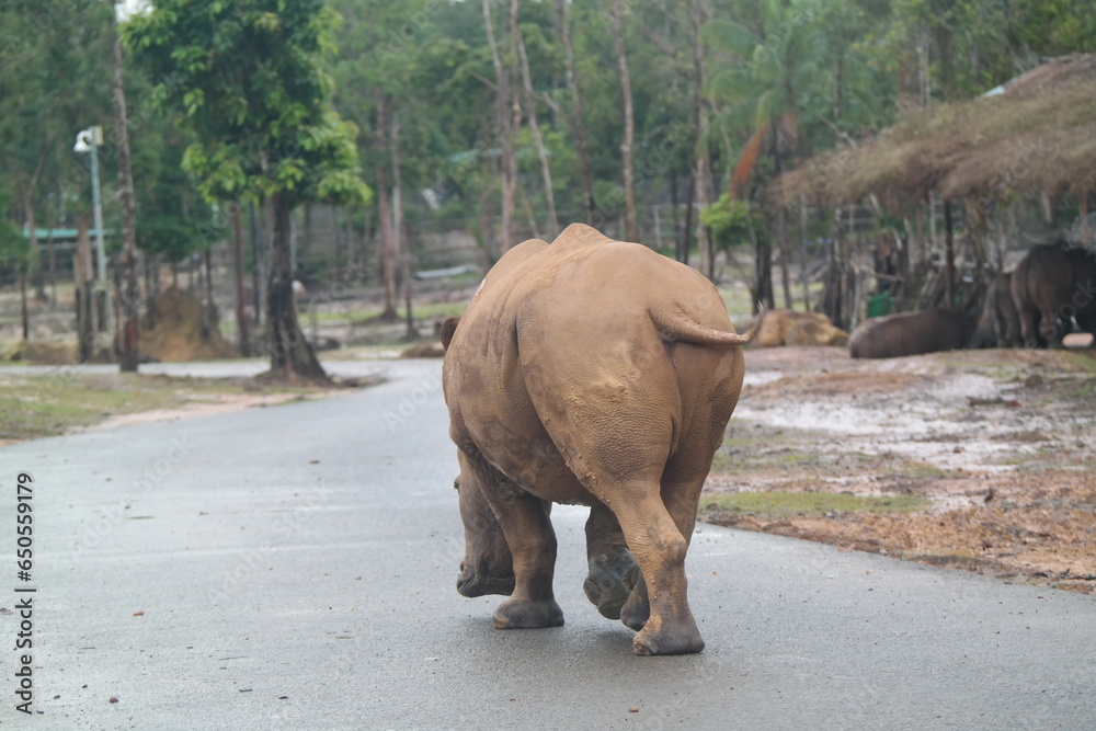 Fototapeta premium Back view of a massive rhino walking on the road