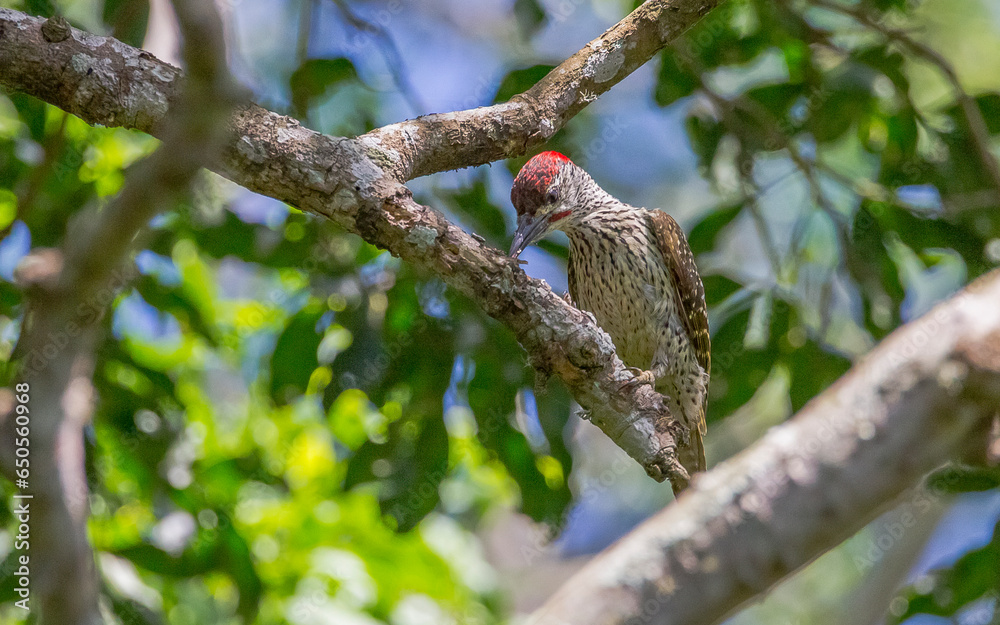 The golden-tailed woodpecker (Campethera abingoni) is a species of bird in the family Picidae. Its specific name commemorates the 5th Earl of Abingdon.