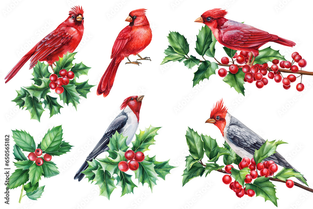 Obraz premium Watercolor birds set illustration. Red cardinal and holly branch, Hand Painted Illustration isolated on white background